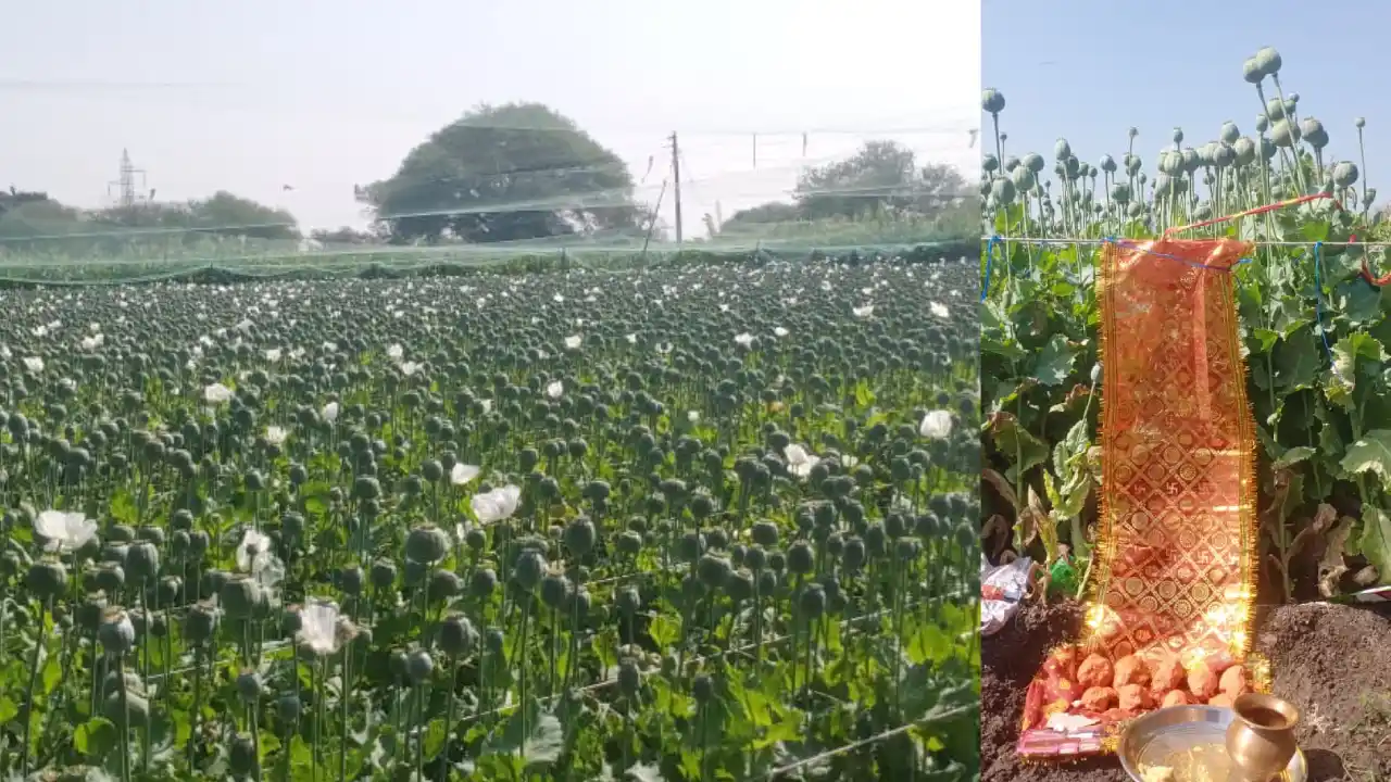 मां काली की पूजा के साथ शुरू हुआ लुनाई चिरई का काम