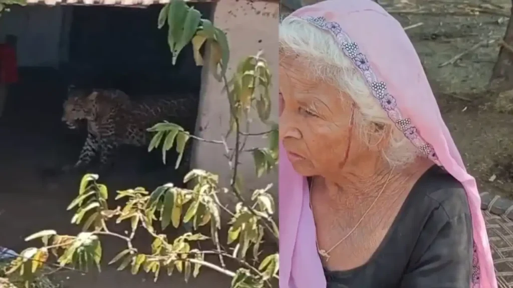 कुकडे़श्वर समीपस्थ पठार क्षेत्र के ग्राम अमैरी मैं दिन दहाड़े एक शेर चीता ने गांव में घुसकर हमला कर दिया