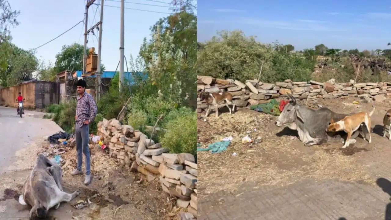 सरवानिया में कुत्तों के हमले में फिर घायल हुआ गोवंश, गोरक्षा दल ने बचाकर पहुंचाया गौशाला, उपचार के लिए स्थायी व्यवस्था की मांग सरवानिया में कुत्तों के हमले में फिर घायल हुआ गोवंश, गोरक्षा दल ने बचाकर पहुंचाया गौशाला, उपचार के लिए स्थायी व्यवस्था की मांग