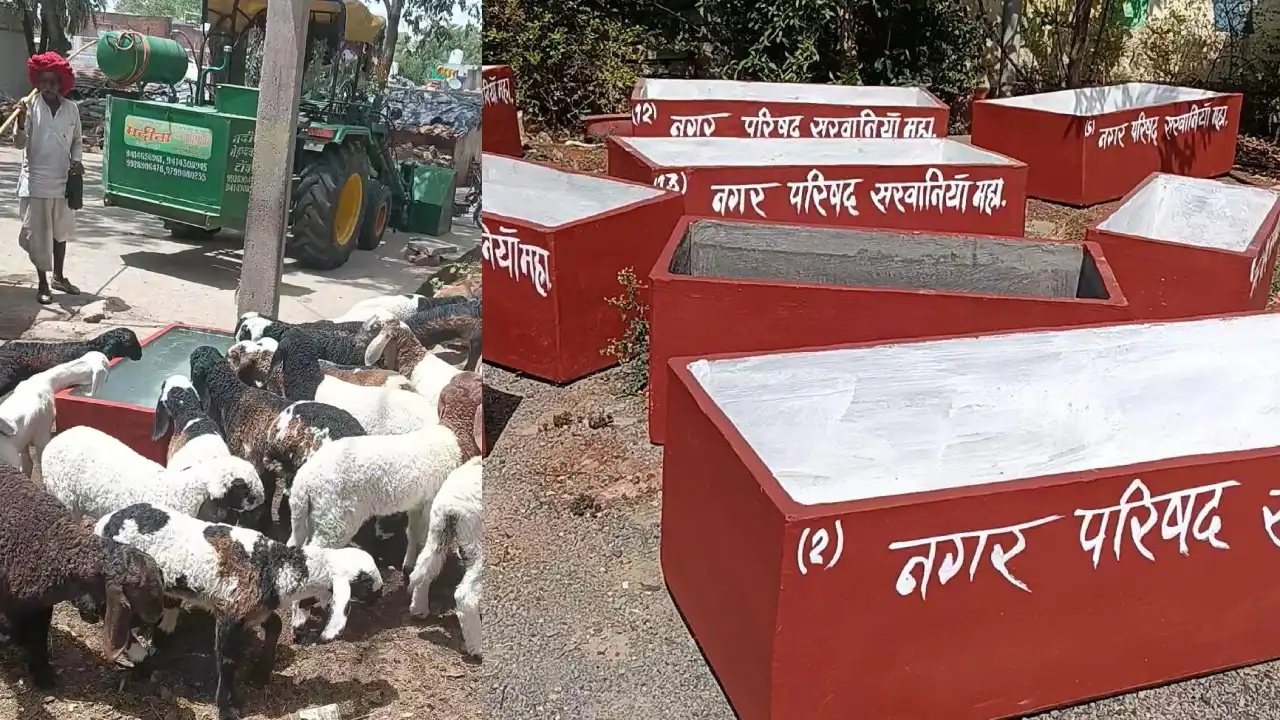 भीषण गर्मी में मानवता की मिसाल : नगर परिषद ने बेसहारा गोवंश व बेजुबान जीवों के लिए की पानी की विशेष व्यवस्था