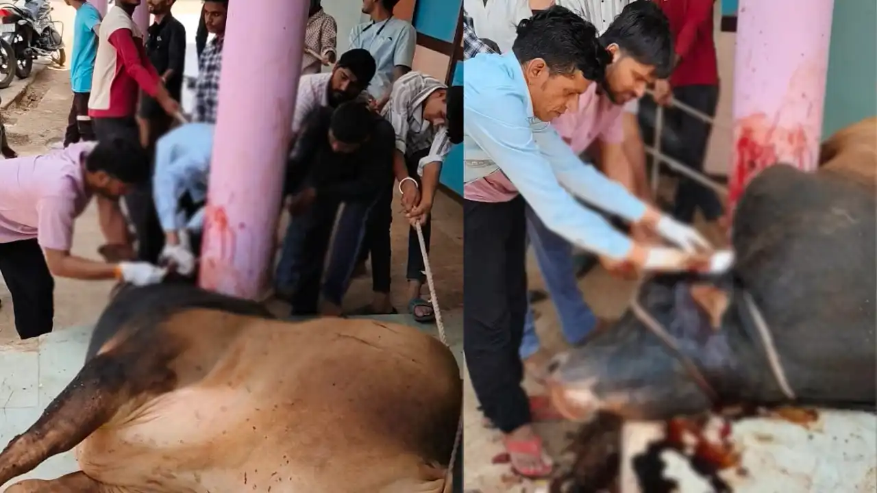 सेवा मुक पशु असहनीय पीड़ा से कहरा रहा था, दर्द को समझ गो रक्षकों ने संभाला मोर्चा