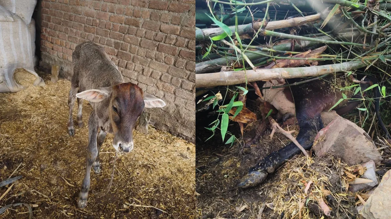 तेज आंधी-पानी में पेड़ उखड़ा, पेड़ से बंधी गाय की दबकर मौत
