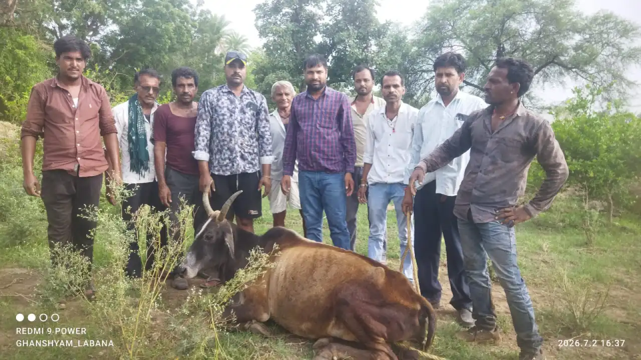 सिंगोली में मानवता की मिसाल: गहरे खड्डे में गिरी गौमाता को 2 घंटे की मशक्कत के बाद बचाया