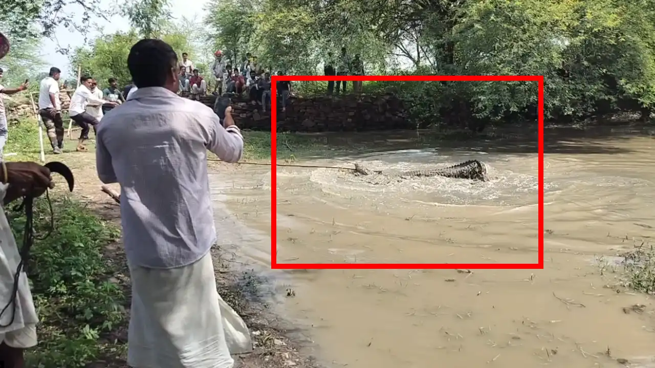 कदवासा बालापुरी की तलाई में घुसे मगरमच्छ का 5 घंटे बाद सफल रेस्क्यू, ग्रामीणों ने ली राहत की सांस