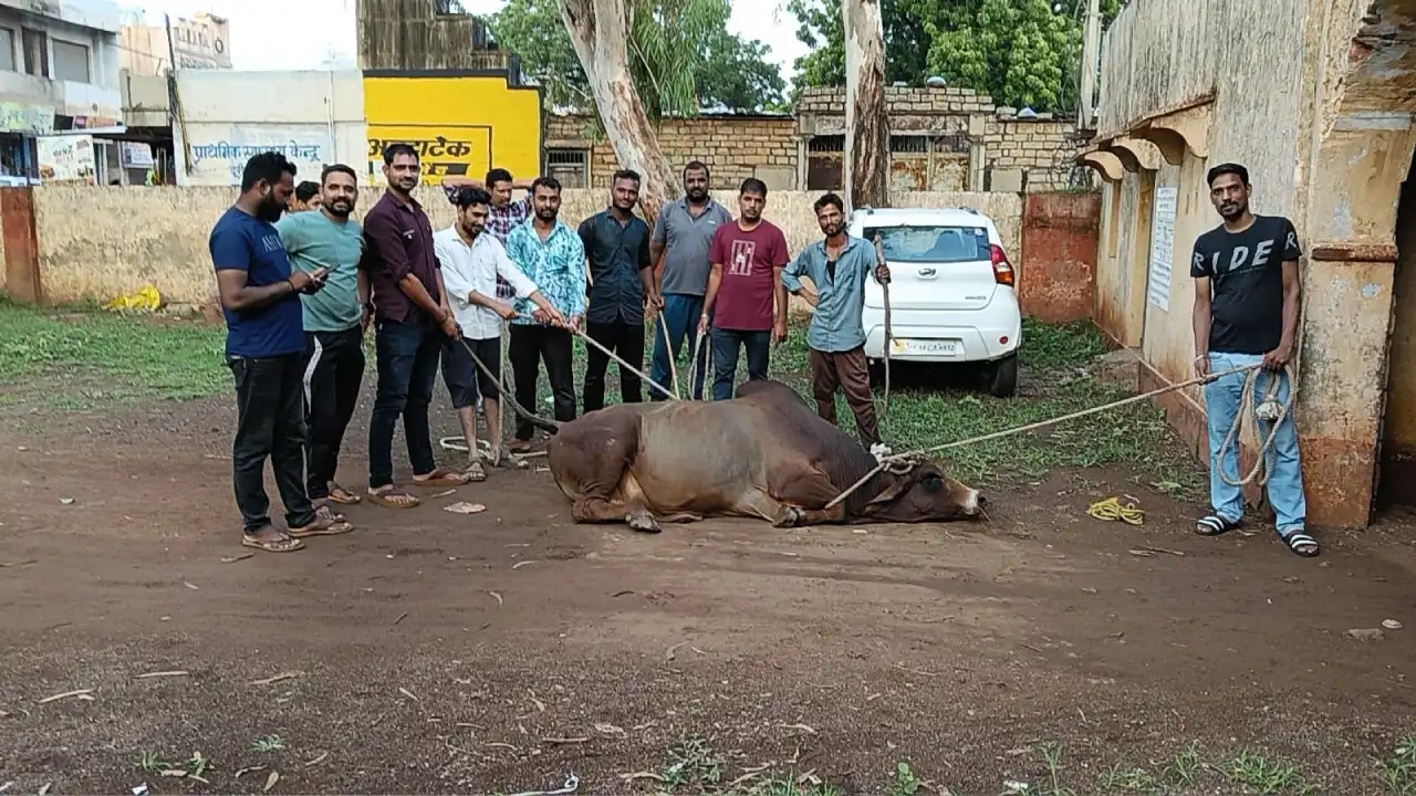 गुज़रते लोगों को सांड दोड़ता था मारने, अब श्री नाथ गौशाला में रहेगा। गुज़रते लोगों को सांड दोड़ता था मारने, अब श्री नाथ गौशाला में रहेगा।