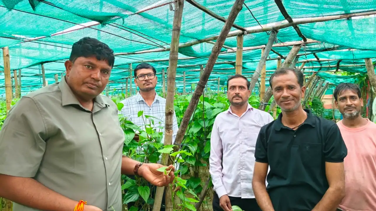 पान की खेती से किसान ने लिखी समृद्धि की नई कहानी पान की खेती से किसान ने लिखी समृद्धि की नई कहानी